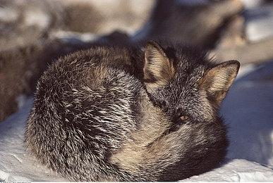 Steam平台《光环：士官长合集》六款游戏免费体验